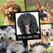 Picture of Bugalugs One in a Million Shampoo 500ml x 1