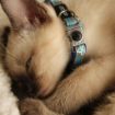 Picture of Rogz Nightcat Cat Collar - Black x 1