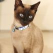 Picture of Rogz Nightcat Cat Collar - Budgies Purple/Silver x 1