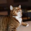 Picture of Rogz Nightcat Cat Collar - Lime x 1