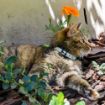 Picture of Rogz Glowcat Cat Collar - Blue x 1