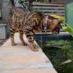 Picture of ROGZ Fusion Cat Collar Geo Purple x 1
