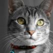 Picture of Rogz Alleycat Cat Collar - Red x 1