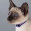 Picture of Rogz Alleycat Cat Collar - Purple x 1