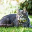 Picture of Rogz Alleycat Cat Collar - Dayglo x 1