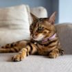 Picture of ROGZ Alleycat Cat Collar Lilac x 1