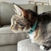 Picture of ROGZ Alleycat Cat Collar Teal x 1