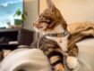 Picture of ROGZ URBAN Cat Collar Gold Rush Small x 1