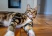 Picture of ROGZ URBAN Cat Collar Gold Rush Small x 1