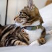 Picture of ROGZ URBAN Cat Collar Olive Twist Small x 1