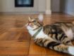Picture of ROGZ URBAN Cat Collar Olive Twist Small x 1