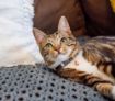 Picture of ROGZ URBAN Cat Collar Olive Twist Small x 1
