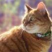 Picture of Rogz Refloctocat Cat Collar - Green x 1