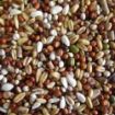 Picture of Cluckers Tip Top Condition Seed 3kg
