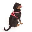 Picture of Company of Animals Comfy Harness XXL (Chest 84-120cm) Red