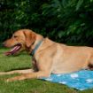 Picture of Scruffs Cool Mat - Large 92 x 69cm x 1