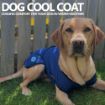Picture of Ancol Cooling Dog Vest - XX-Large 26"-30" x 1