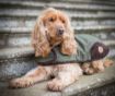 Picture of Country Pet Dog Coat - Tweed 75cm/30" x 1