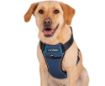 Picture of Company of Animals CarSafe Crash Tested Harness Large x 1
