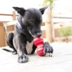 Picture of KONG Dental Kong - Large x 1