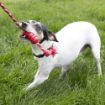 Picture of KONG Dental Kong + Rope Small x 1