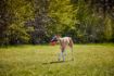 Picture of * DOGGI Ball Medium x 1