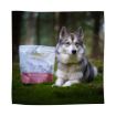 Picture of Eden Dog Semi-Moist Salmon & Quail Medium Kibble 2kg
