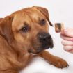 Picture of Fish4Dogs Love Salmon Cubes 85g x 10