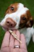 Picture of Fish4Dogs Sprats 100g x 10