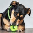 Picture of ROGZ Fred Medium Treat Ball Green 2½" x 1
