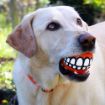 Picture of Rogz Grinz Medium Ball - Orange 2½" x 1