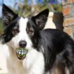Picture of Rogz Grinz Medium Ball - Lime Green 2½" x 1