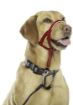 Picture of Halti Head Collar Red Size 2 x 1