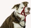 Picture of Halti Head Collar Red Size 3 x 1