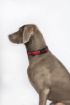 Picture of Halti Comfort Collar Large 45-60cm Black x 1