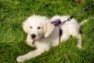 Picture of Halti Walking Harness - Large 68-100cm Purple x 1