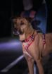 Picture of Halti Walking Harness - Large 68-100cm Red x 1