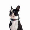Picture of Rogz Multi Bone Small (Jelly Bean) Adjustable Collar 8"-12" x 1
