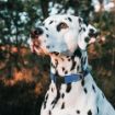Picture of Rogz Utility Blue Extra Large (Lumberjack) Side Release Adjustable Collar 17" - 29" x 1
