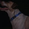 Picture of Rogz Utility Blue Medium (Snake) Side Release Adjustable Collar 10"-16" x 1