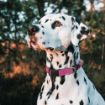 Picture of ROGZ Classic Collar Pink Medium 26-40cmx 1