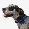 Picture of ROGZ Mint Dog Medium Adjustable Collar 10"-16" x 1
