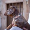 Picture of ROGZ URBAN Classic Dog Collar Pink Blush X Small 