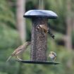 Picture of Henry Bell Heavy Duty Sunflower Heart Feeder x 1