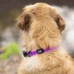 Picture of ROGZ Amphibian Classic Collar Purple Medium