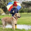 Picture of ROGZ Amphibian Classic Collar Red Large