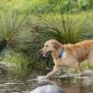 Picture of ROGZ Amphibian Classic Collar Blue XL