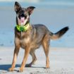 Picture of * ROGZ Classic Padded Collar Large Dayglo 30-42cm x 1
