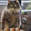 Picture of z [DISC] HiLife 'ION' Cat Can Luxury Chicken Breast in Sauce 70g x 12