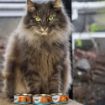 Picture of z [DISC] HiLife 'ION' Cat Can Luxury Tuna Loin in Sauce 70g x 12